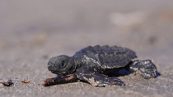 La inversión ambiental impulsa la