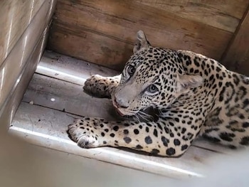 El jaguar será sometido a evaluaciones médicas para determinar su estado de salud. (FOTO: La Prensa)