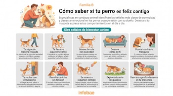Infografía con un perro y un hombre en la parte superior, y diez recuadros que muestran comportamientos de perros con sus dueños e información textual. Logo Infobae.