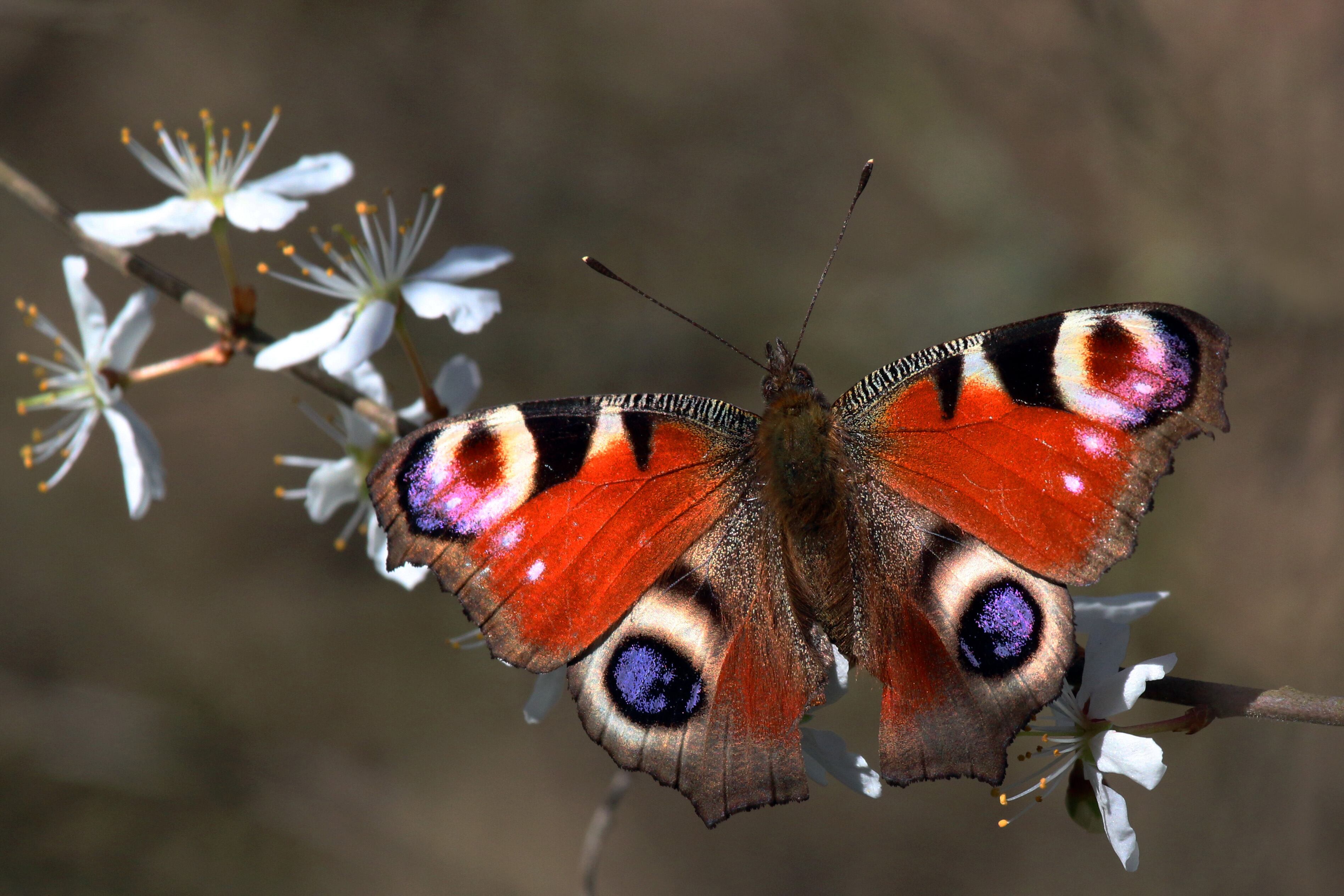 El hallazgo de escamas en un coprolito de 236 millones de años en Argentina adelanta la presencia de mariposas y polillas en la Tierra (Wikicommons/Charles J. Sharp)