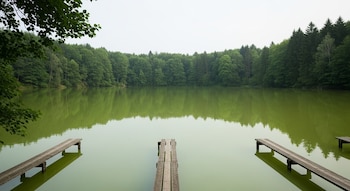 Lago de agua verde rodeado por árboles frondosos. Tres muelles de madera vacíos se extienden sobre el agua. Hojas de un árbol en la esquina superior izquierda.