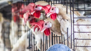 La organización internacional denunció que