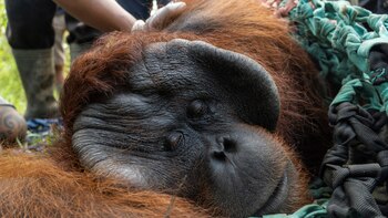 Una orangután de 44 años