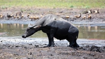 Cómo los búfalos de agua están reconfigurando los humedales australianos y ponen en peligro a una tortuga sagrada