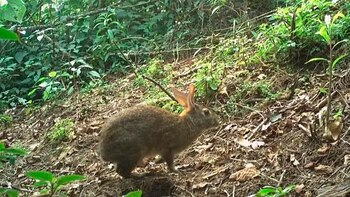 El conejo de Omiltemi regresa