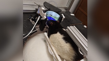 Estos son las ratas gamer