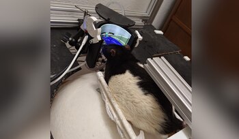 La plataforma incorpora una cinta