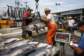 Dos pescadores sostienen un gran pez espada sobre una balanza digital que marca 128.5 kg. Otros peces yacen en hielo, mientras un hombre anota. Al fondo, barcos y un cartel de 'Venta de Pescado Fresco'.