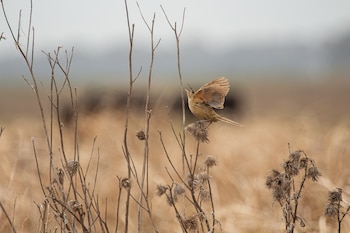 En la Argentina hay 118