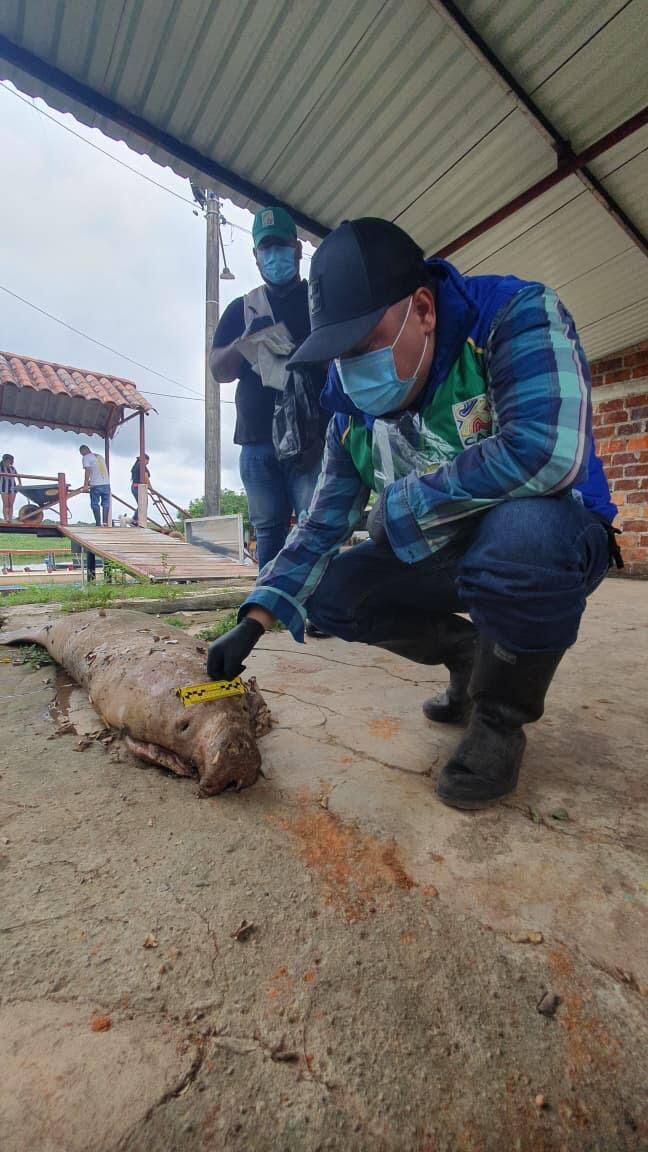 El manatí antillano, especie en peligro de extinción, enfrenta amenazas crecientes por presión humana y deterioro de los ecosistemas acuáticos - crédito @CAS_SANTANDER / X