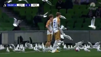 Dos futbolistas con uniformes dorados y blancos en un campo verde, rodeados por decenas de gaviotas blancas sobre el césped. Se ve un balón