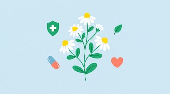 Ilustración plana de una rama de manzanilla con flores blancas y centros amarillos, rodeada de un escudo verde con cruz, una cápsula, una hoja y un corazón.