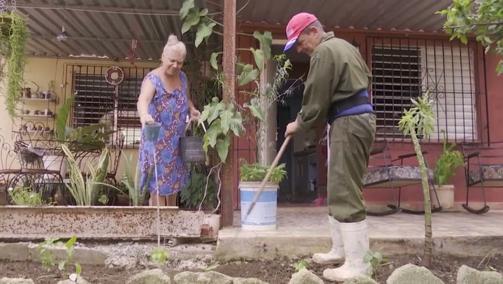 Una pareja de cubanos cultiva un huerto casero en su patio para abastecer de alimentos a su hogar y a sus vecinos ante la escasez en la isla. (Agencia Xinhua)