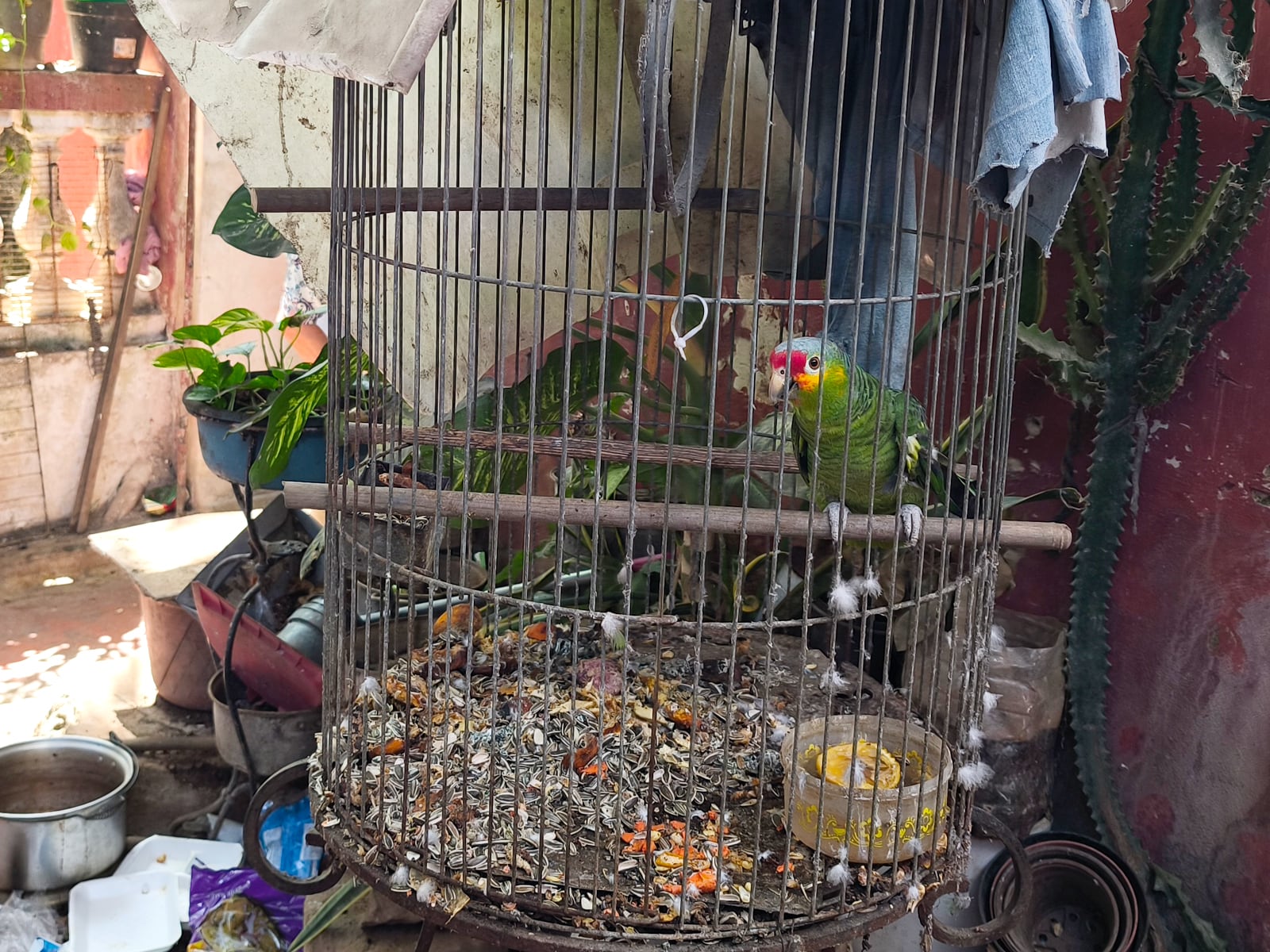 Golpe al tráfico de especies: Profepa rescata fauna y refuerza vigilancia en el sur del país. Foto: (Profepa)