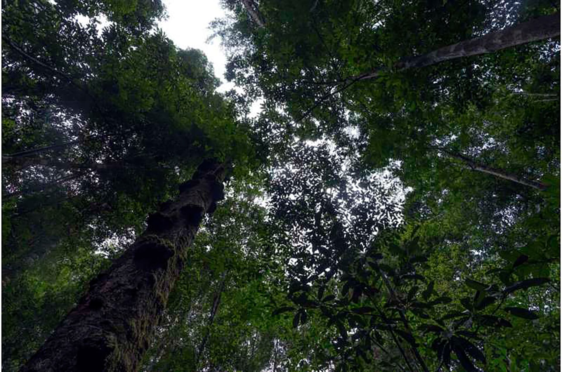 Los impactos medidos en el experimento ofrecen una guía valiosa para interpretar fenómenos reales como incendios forestales y pérdida masiva de fauna acuática (AP)