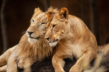 Male and Female Lions