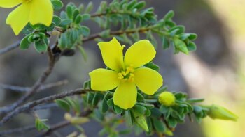 M. prostrata solo puede sobrevivir