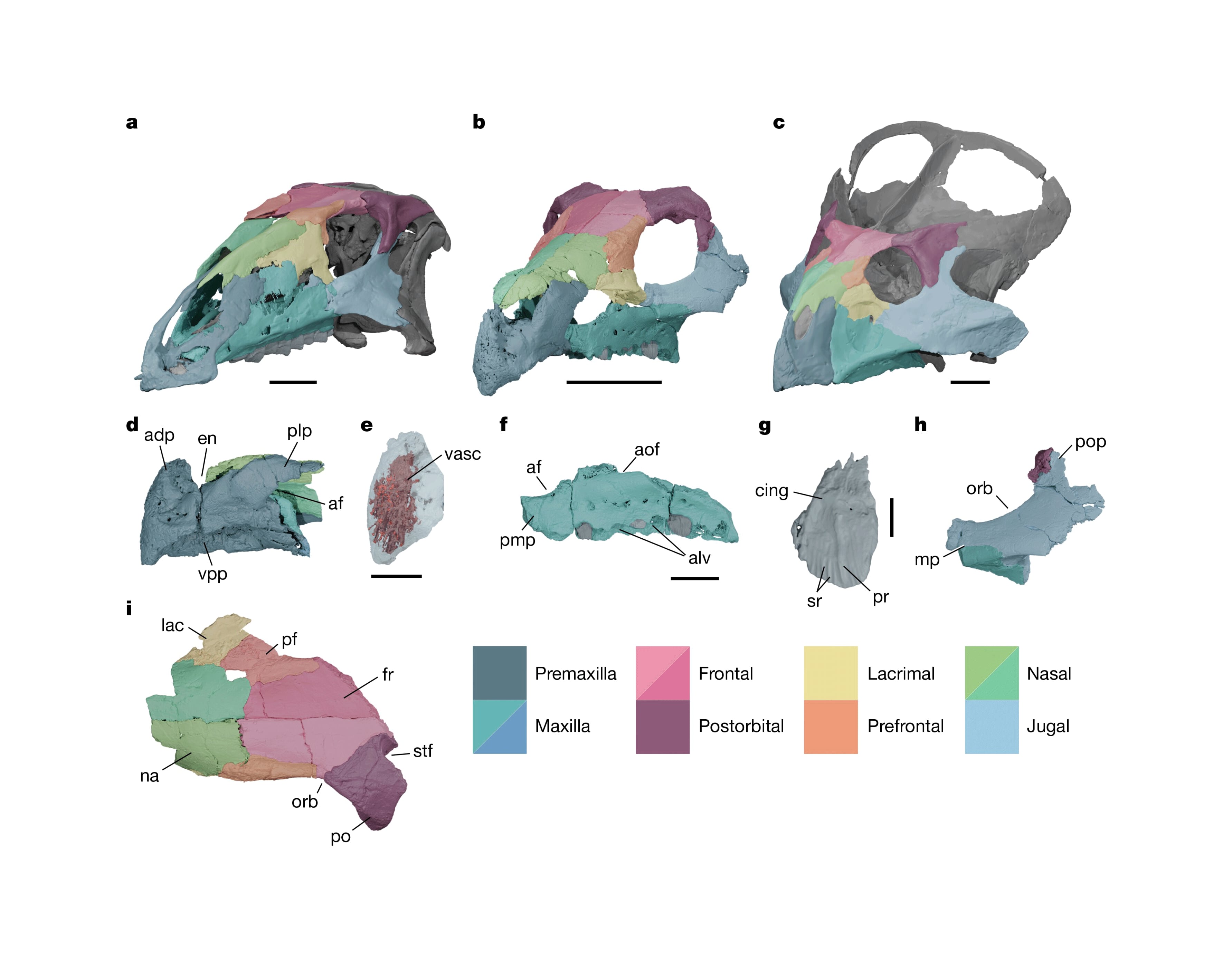 El cráneo del fósil mostró rasgos propios de los ceratópsidos, como un pico en forma de gancho y paladar abovedado Credit: Nature (2026)