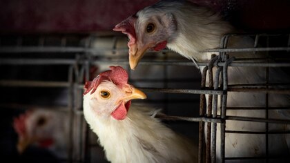 Más de 4 millones de pollos serán sacrificados tras detectarse un brote de gripe aviar en Iowa