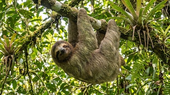 Un perezoso de pelaje marrón y verdoso cuelga boca abajo de una rama cubierta de musgo en un bosque tropical, rodeado de hojas verdes brillantes.