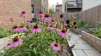 Campo de equináceas con flores moradas, abejas, una mariposa, un ave amarilla y un gorrión en un jardín urbano con valla y edificios.