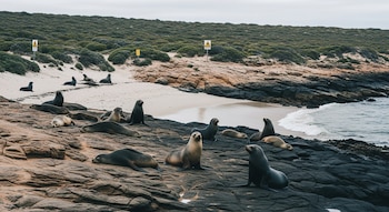 Grupo de leones marinos sobre rocas y arena, junto al océano con vegetación en el fondo. Dos señales de advertencia amarillas son visibles.