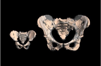 El nuevo estudio en neandertales cuestiona el dilema obstétrico como límite de la pelvis