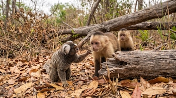Un mono tití, dos monos capuchinos, un tronco de árbol caído, hojas secas y ramas pequeñas en el suelo de un bosque.