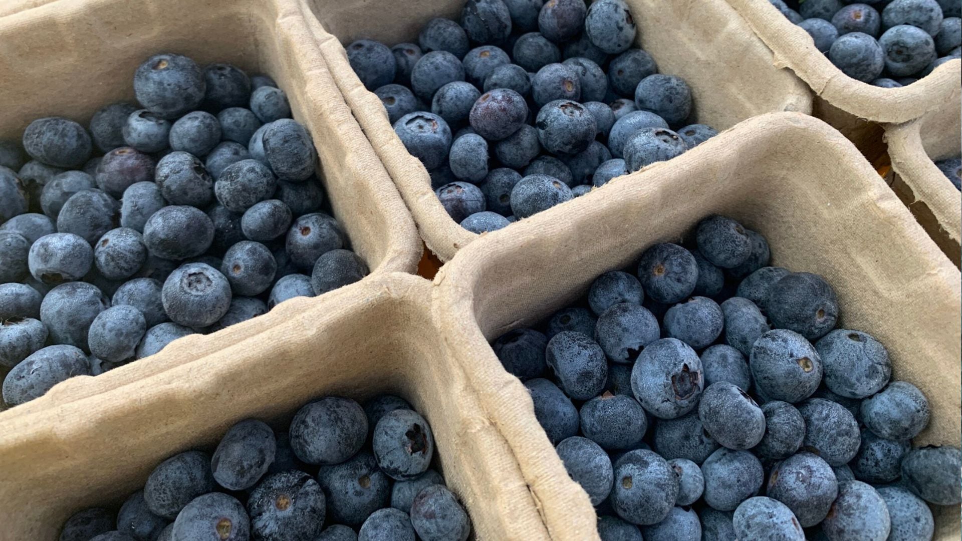 Uvas frescas, arándanos, mangos, café y espárragos lideraron las agroexportaciones peruanas a Estados Unidos en el primer trimestre de 2026.