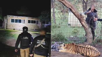 Tigre de Bengala es hallado con lesiones y deshidratación en narcocampamento de Fresnillo, Zacatecas