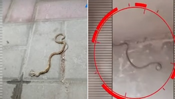 Dos imágenes muestran culebras; la primera, sobre un suelo de baldosas y la segunda, sobre una superficie clara con una superposición circular roja