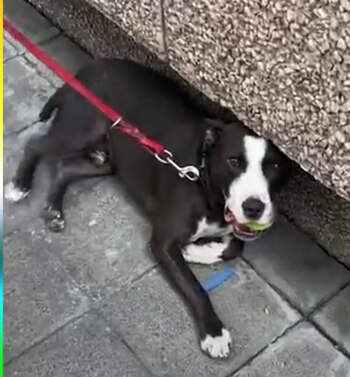 Este fue el perro pitbull