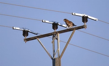 Un ave rapaz posada sobre la cruceta metálica de un poste eléctrico con cables y protectores aislantes bajo un cielo azul