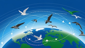 Un estudio cuestiona una de las principales teorías sobre la orientación de las aves migratorias