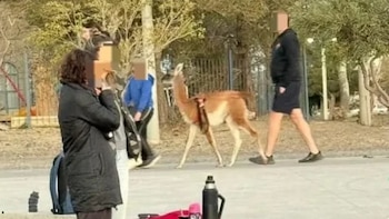 “No es una mascota”: denunciaron a un hombre por pasear un guanaco por la calle en Chubut