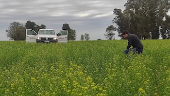Cuáles son los tres cultivos