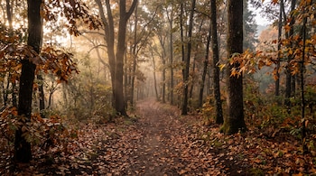 Sendero de tierra cubierto de hojas secas doradas entre árboles de follaje otoñal iluminados por luz solar entre la niebla.