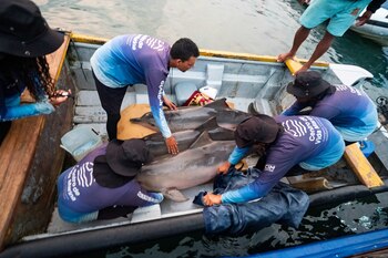 Después del rescate de los