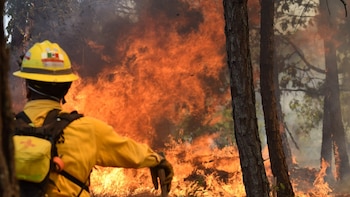Estos son los estados con más incendios forestales en México: superan las 4 mil hectáreas afectadas