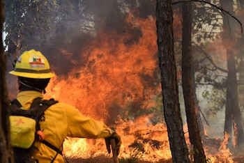 Vista trasera de un bombero con casco amarillo y uniforme mientras observa un gran incendio forestal con llamas y humo espeso entre los árboles