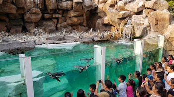Vista de un acuario con pingüinos nadando en agua turquesa y posados en rocas. Un grupo de personas mira a través de un cristal.