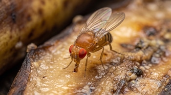 Una mosca con ojos rojos y alas transparentes posada sobre la pulpa de una banana.