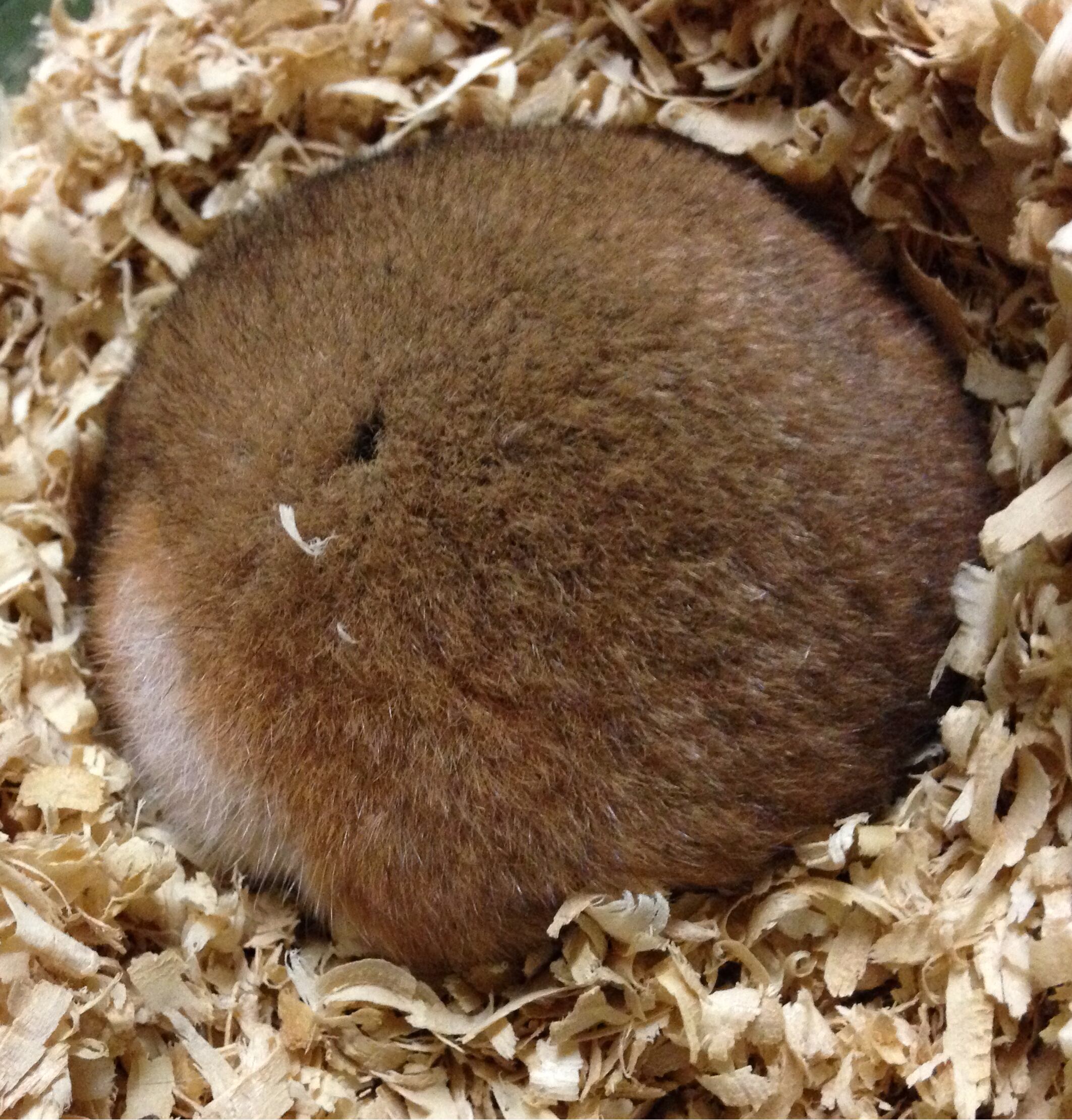 Mesocricetus auratus, Hamster Sirio