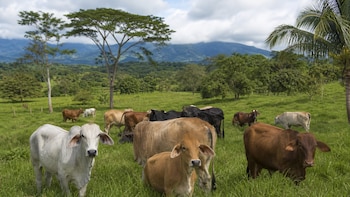 Costa Rica supera los 1.4 millones de cabezas de ganado vacuno y la producción de carne domina la actividad ganadera