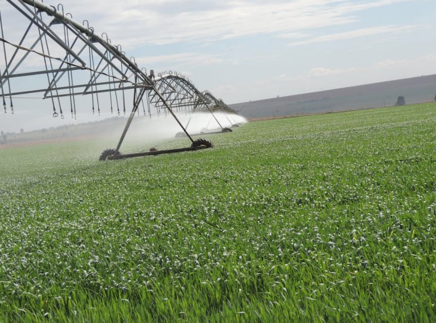 Las áreas irrigadas en el Centro Oeste del país están obteniendo altos rendimientos (Revista Chacra)