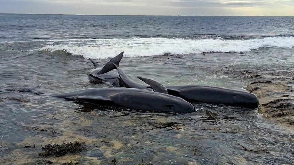 Las seis ballenas piloto mueren tras quedar varadas en la isla Coquet, frente a Northumberland (Imagen: BDMLR)