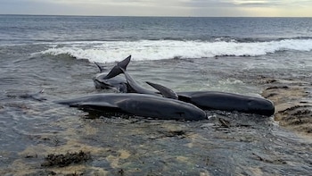 Una manada de 40 ballenas encendió las alarmas en Inglaterra: 6 quedaron varadas y murieron