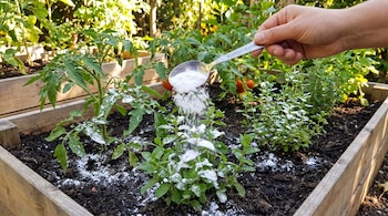 Una mano vierte bicarbonato de sodio de una cuchara sobre plantas verdes en un cantero de madera. Se observan hojas de tomate y otras plantas jóvenes.