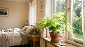 Una esparraguera plumosa en maceta de terracota y un vaso con agua reposan sobre un alféizar de madera junto a una ventana soleada y una cama.