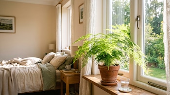 Esparraguera plumosa: la planta de interior ideal para decorar recámaras por su follaje ligero y textura delicada